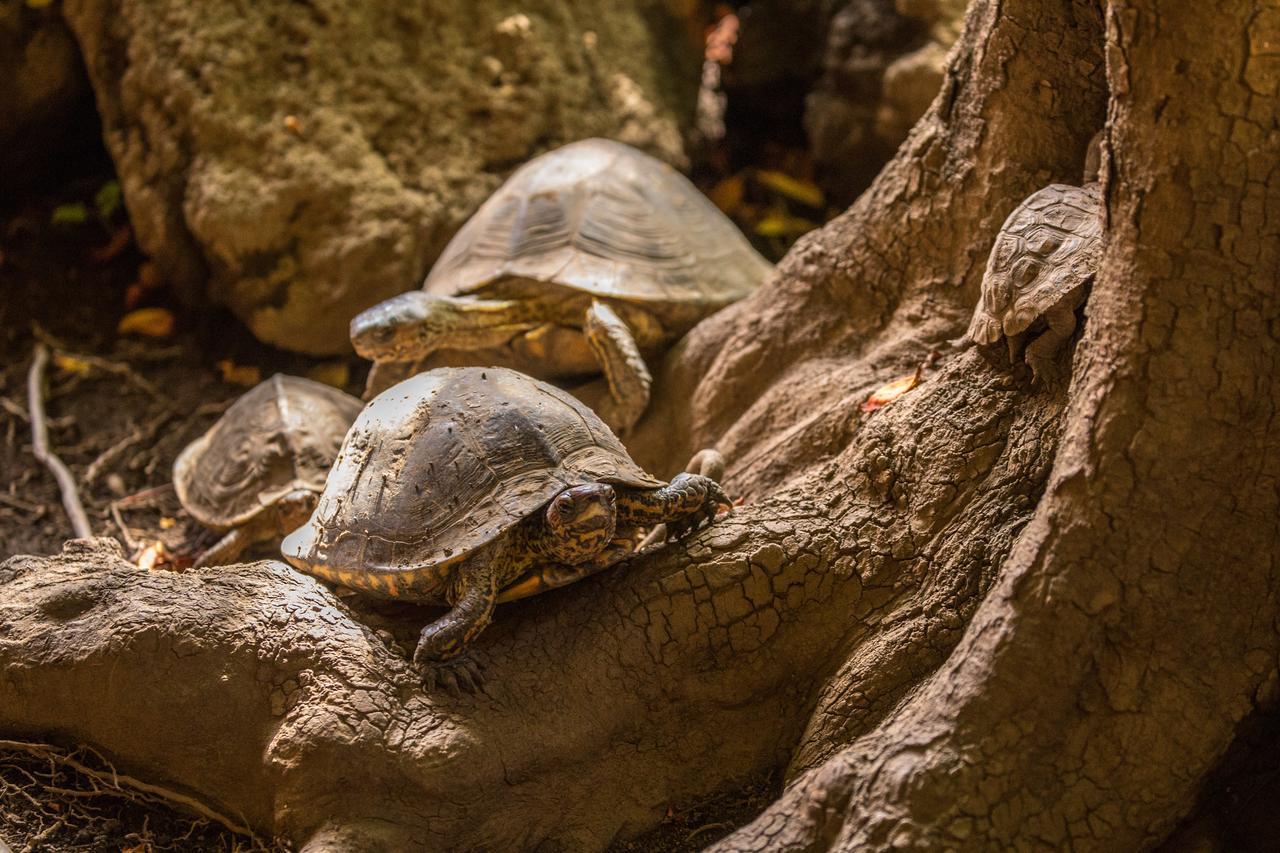 Hostal La Tortuga Booluda Leon Bagian luar foto